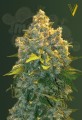 Victory Seeds - Auto Chronic Monster XXL