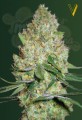 Victory Seeds - Chronic Monster XXL