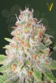 Victory Seeds - Auto Green Wild Shark