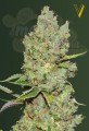 Victory Seeds - Auto Critical
