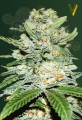 Victory Seeds - Auto Jack Hammer