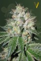 Victory Seeds - Auto OG Kush