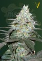 Victory Seeds - Auto Original Berry