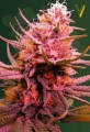 Victory Seeds - Auto Seemango