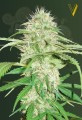 Victory Seeds - Auto Super Mazar