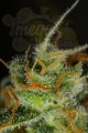 DINAFEM - Blue Critical Auto