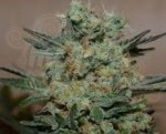 KALASHNIKOV SEEDS - Baikal Express