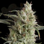 PYRAMID SEEDS - Auto Super OG Kush