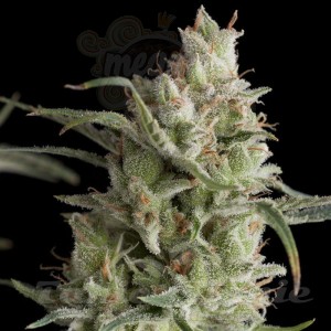 PYRAMID SEEDS - Auto Super OG Kush
