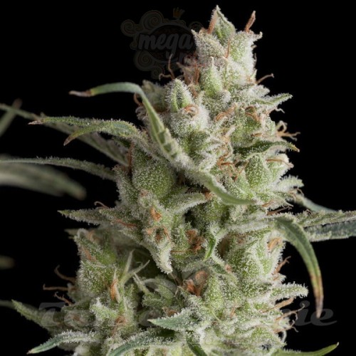 PYRAMID SEEDS - Auto Super OG Kush