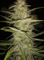 DINAFEM - Strawberry Amnesia