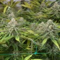 BARNEY'S FARM - Peyote Cookies