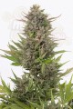 DINAFEM - Critical + Autoflowering CBD
