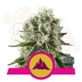 ROYAL QUEEN SEEDS - Critical Kush