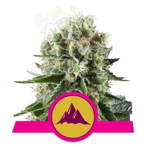 ROYAL QUEEN SEEDS - Critical Kush