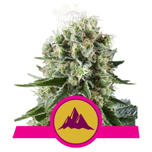 ROYAL QUEEN SEEDS - Critical Kush
