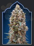 00 SEEDS BANK - Auto California Kush