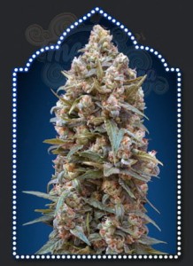 00 SEEDS BANK - Auto California Kush