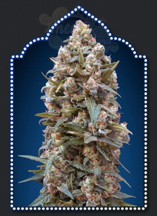 00 SEEDS BANK - Auto California Kush