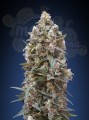 00 SEEDS BANK - Auto California Kush