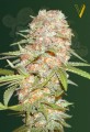 Victory Seeds - Auto Super Extra Skunk