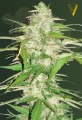 Victory Seeds - Auto Ultra Power Plant
