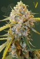 Victory Seeds - Biggest Bud