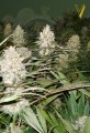 Victory Seeds - Bubblegum+ Pro