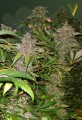 Victory Seeds - Bubblegum+ Pro