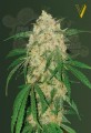 Victory Seeds - Bubblegum+ Pro