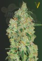 Victory Seeds - Green Wild Shark