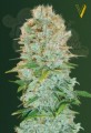 Victory Seeds - Critical
