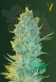 Victory Seeds - OG Kush