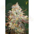 Victory Seeds - Chocodope