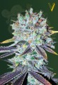Victory Seeds - Original Berry