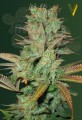 Victory Seeds - Seemango