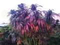  DUTCH PASSION - Bubba Island Kush®