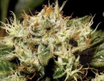 CBD Seeds - Yumbolt