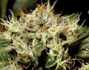 CBD Seeds - Yumbolt