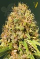 Victory Seeds - Super Mazar