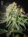 GREEN HOUSE SEEDS - Damn Sour