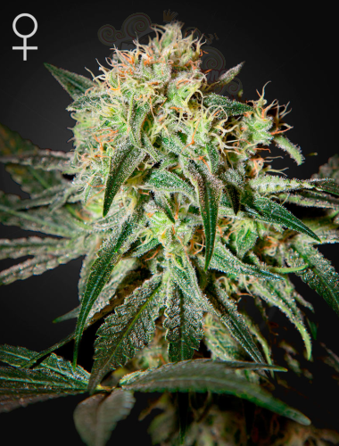 GREEN HOUSE SEEDS - Damn Sour