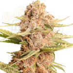 Girl Scout Cookies