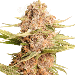 Girl Scout Cookies