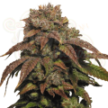 Green Crack
