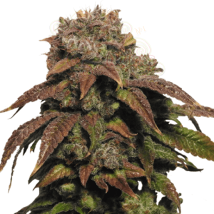 Green Crack