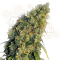 Green Crack