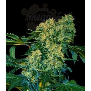 VIP SEEDS - Chingis Khan