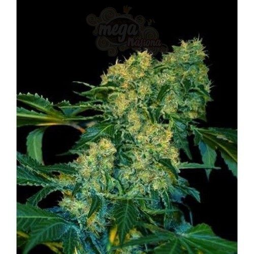 VIP SEEDS - Chingis Khan