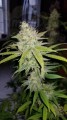 Green Crack